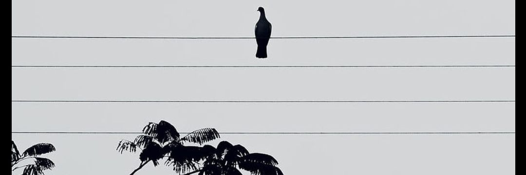 jan__sida's profile banner image