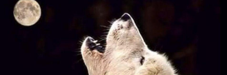 hunter1071's profile banner image