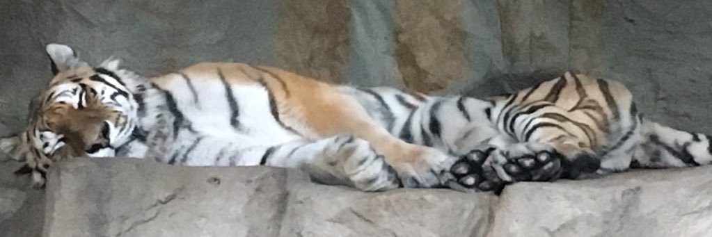 rapit2400's profile banner image