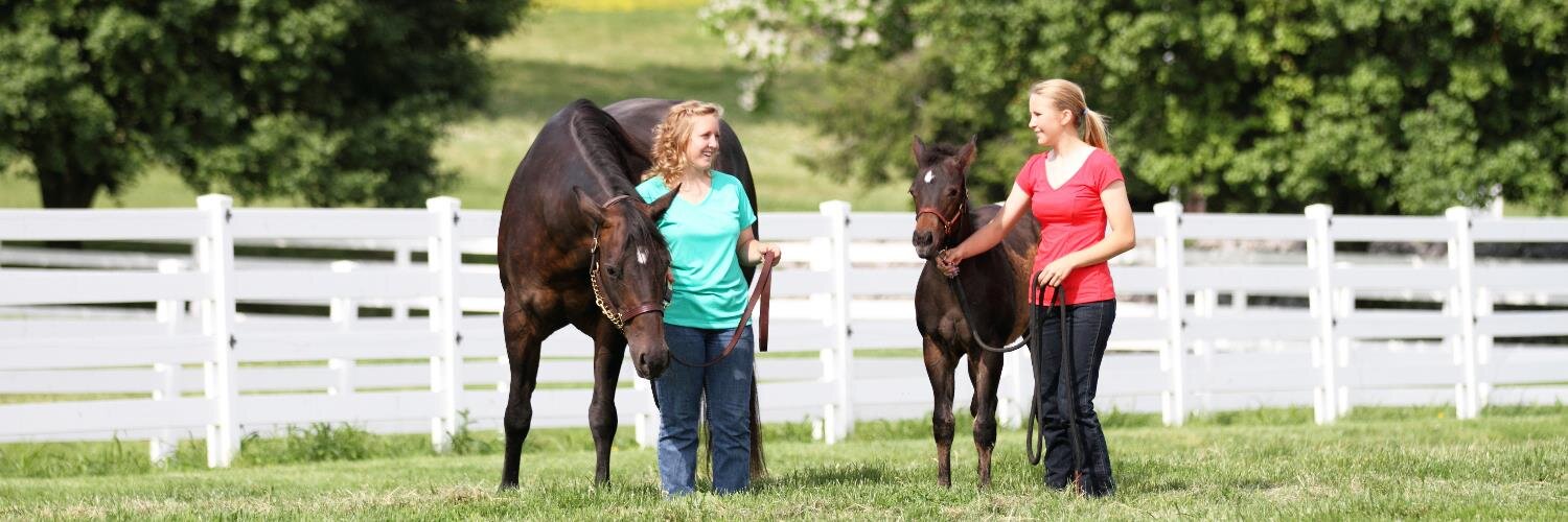 TributeEquine's profile banner image