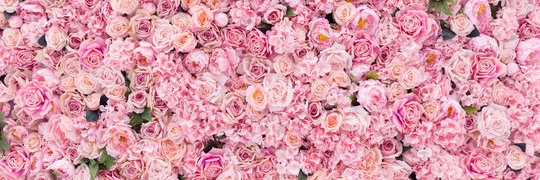 TheBlueMoonAcre's profile banner image