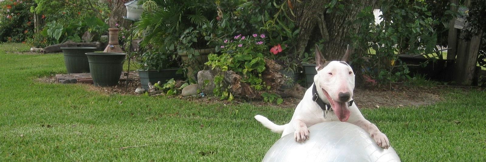 Maria Trippe 🖤 banner