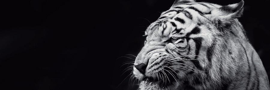 PerfectSumit's profile banner image