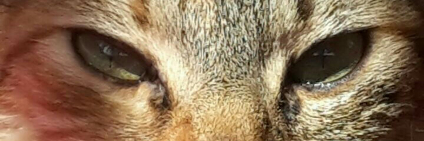 MalumaMilu's profile banner image