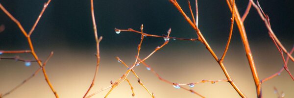 tamlatrees Profile Banner