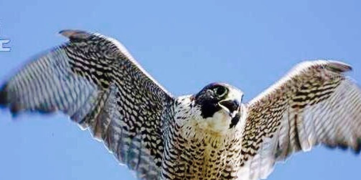 07وقت الفزاعة banner