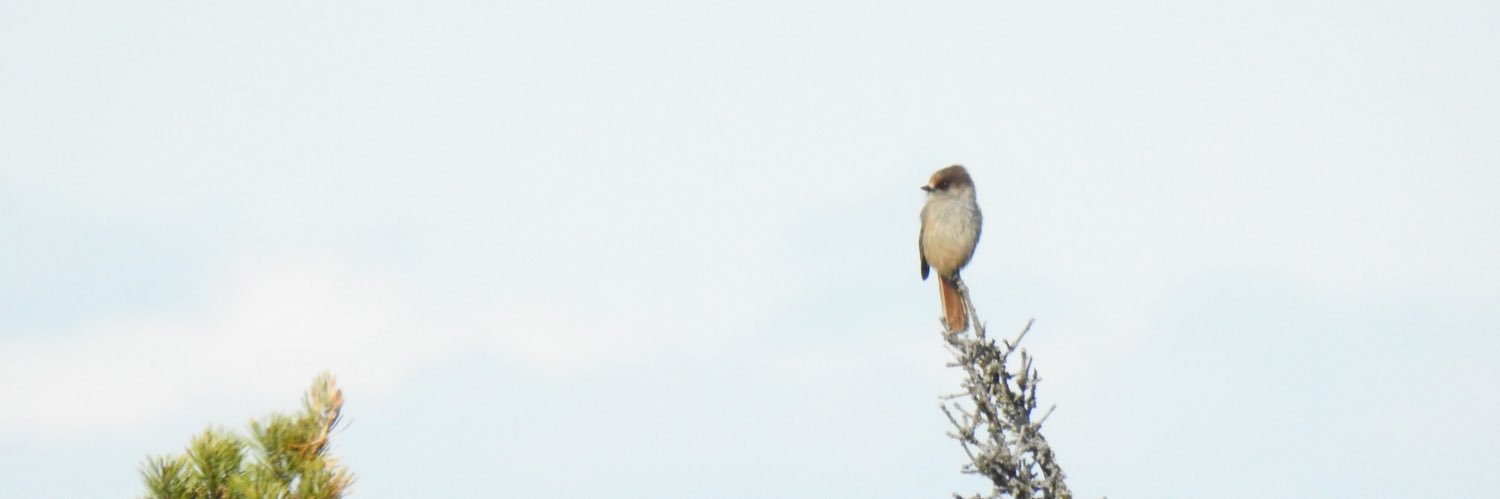 Ben Collins-Smith banner