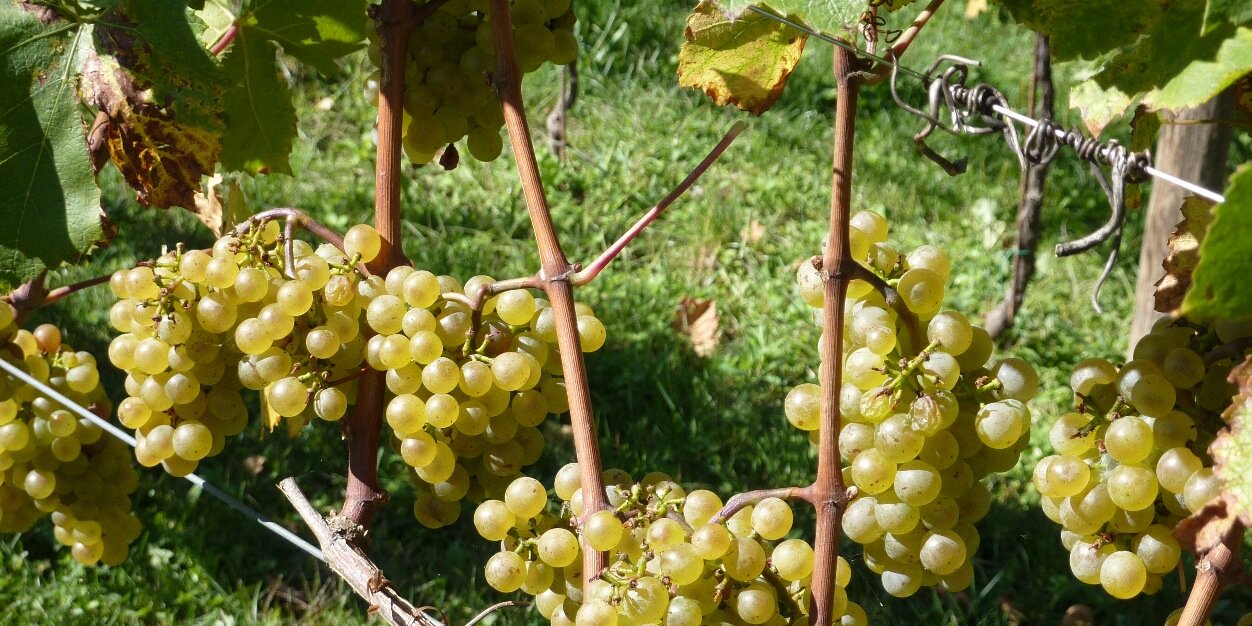 Nicole Ehrhart banner