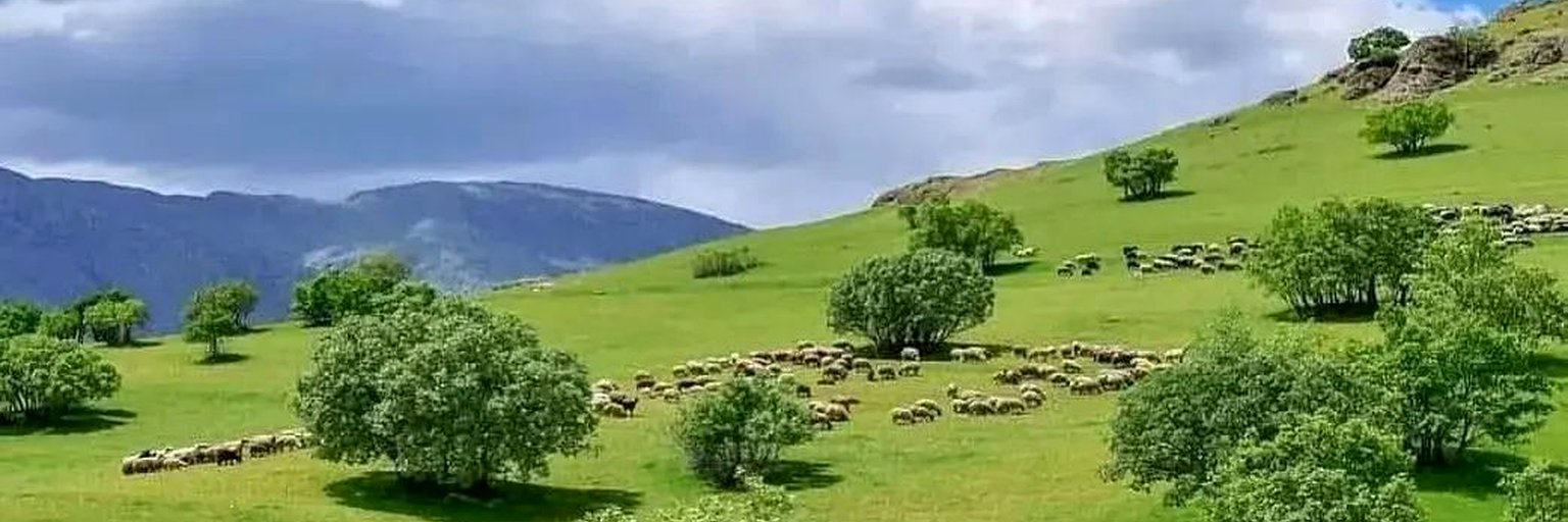 s_borzonouni's profile banner image