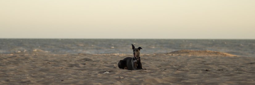 MicaArancibiaa's profile banner image