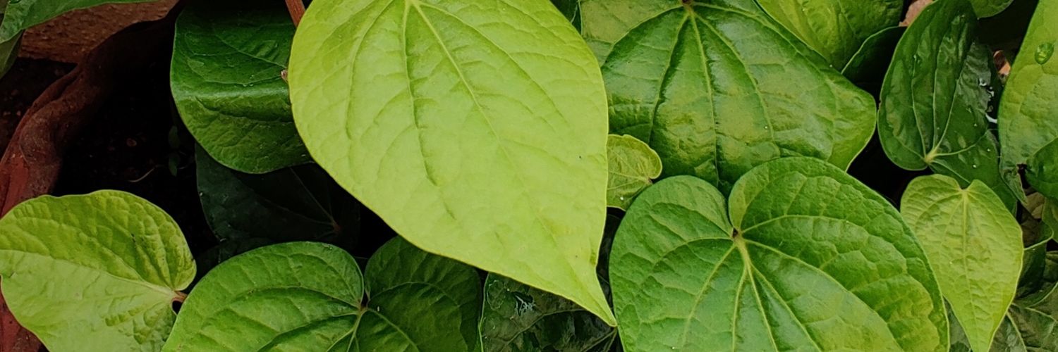 talk2mini's profile banner image