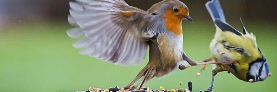 Chimère, petit chaos qui rampe banner