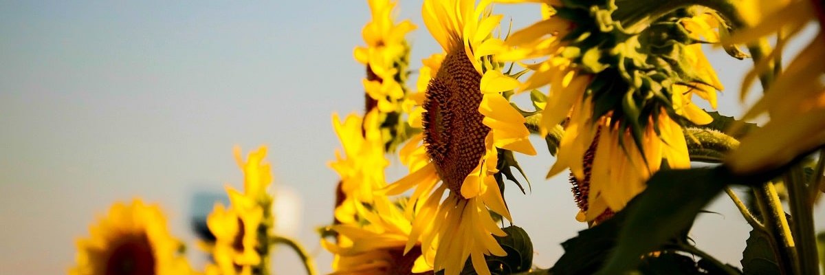linmuf4's profile banner image