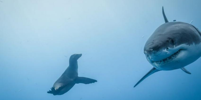SharkBzh's profile banner image