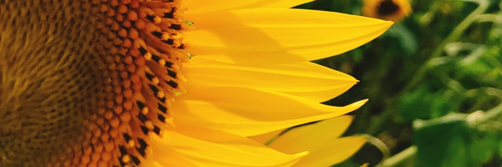 neyaa29ex's profile banner image