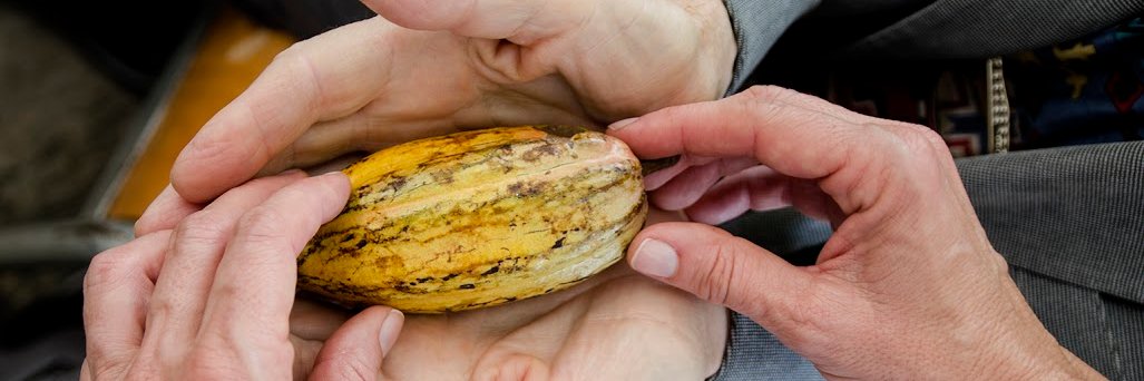 Cacao de Origen banner