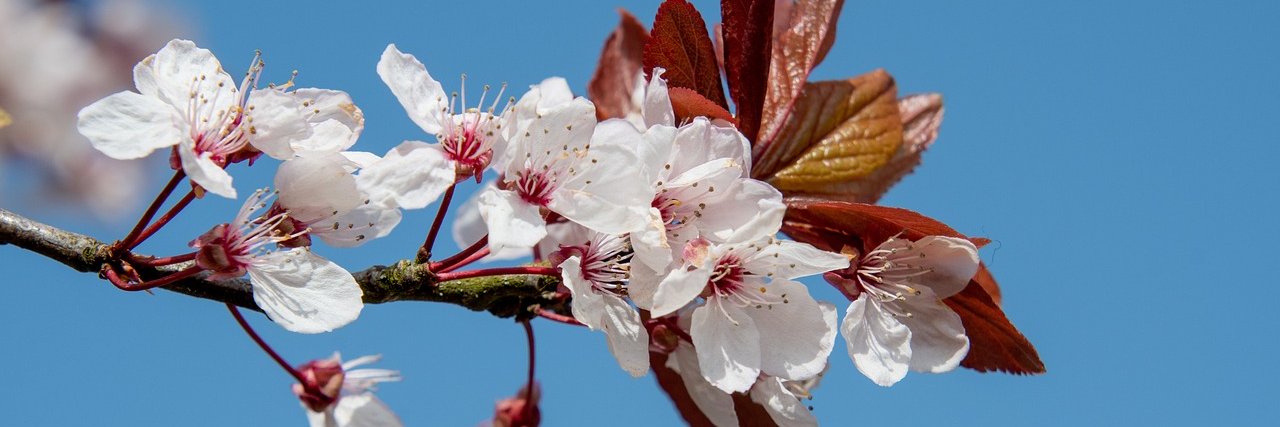 ちいたま🍒's banner