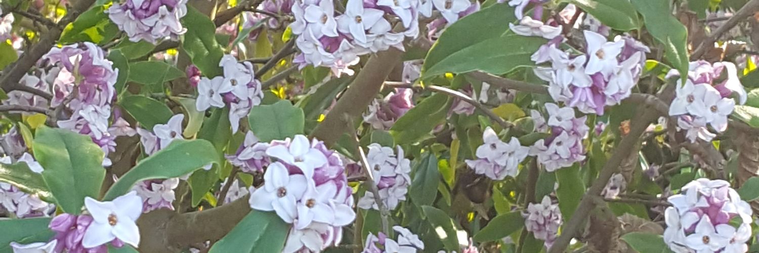 EllisSkelton's profile banner image