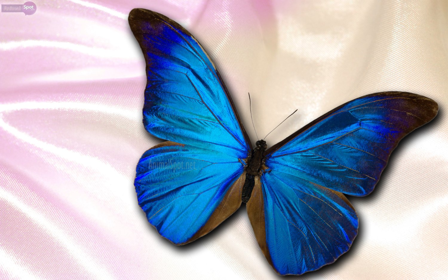 BeeC77's profile banner image