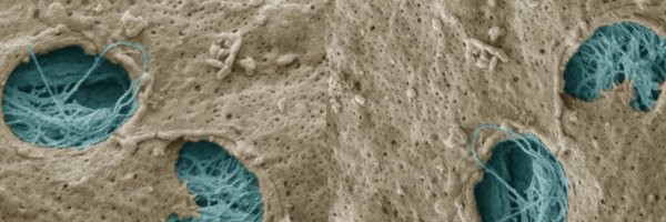 cstefani06 Profile Banner