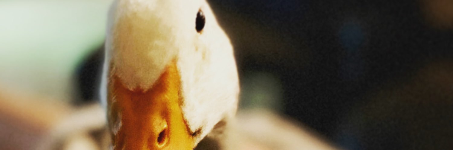 WhatTheDuck banner