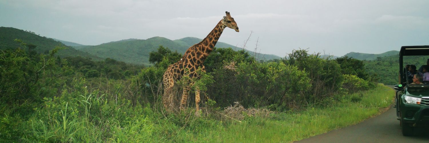 sinonkanyiso's profile banner image
