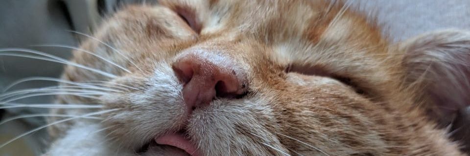 maxorlov58's profile banner image