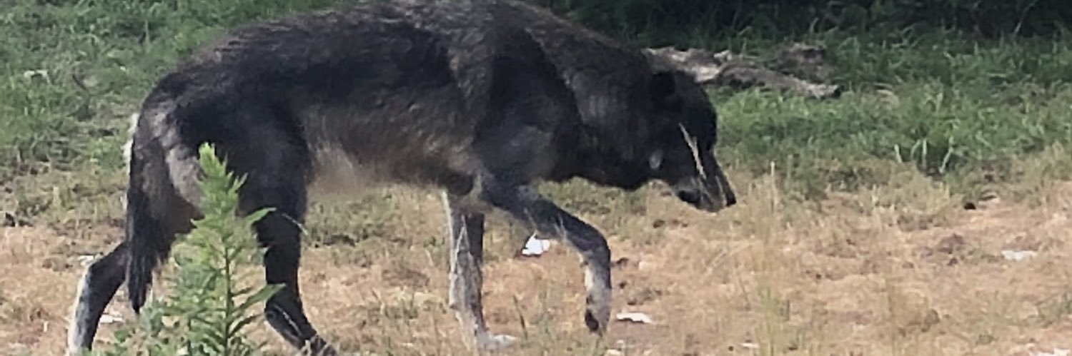 Z7wolfman's profile banner image