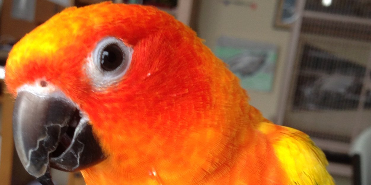 MaverickParrot's profile banner image
