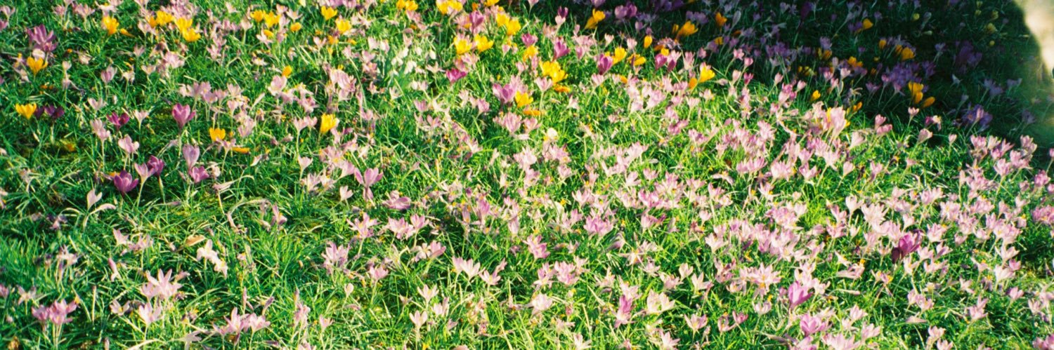 daisy_willliams's profile banner image
