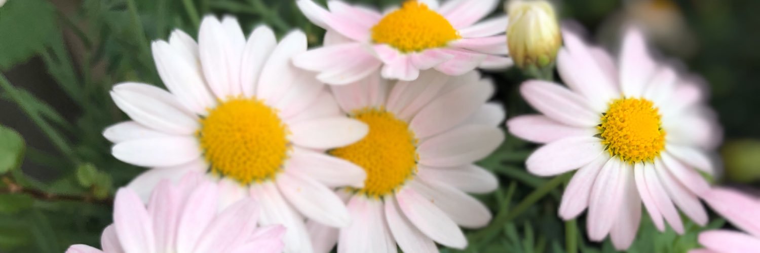Swan__Ballet's profile banner image