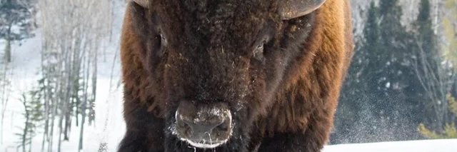 zacha apacka niv banner