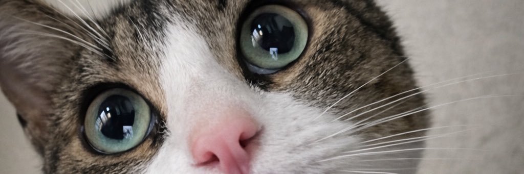 pryssila's profile banner image