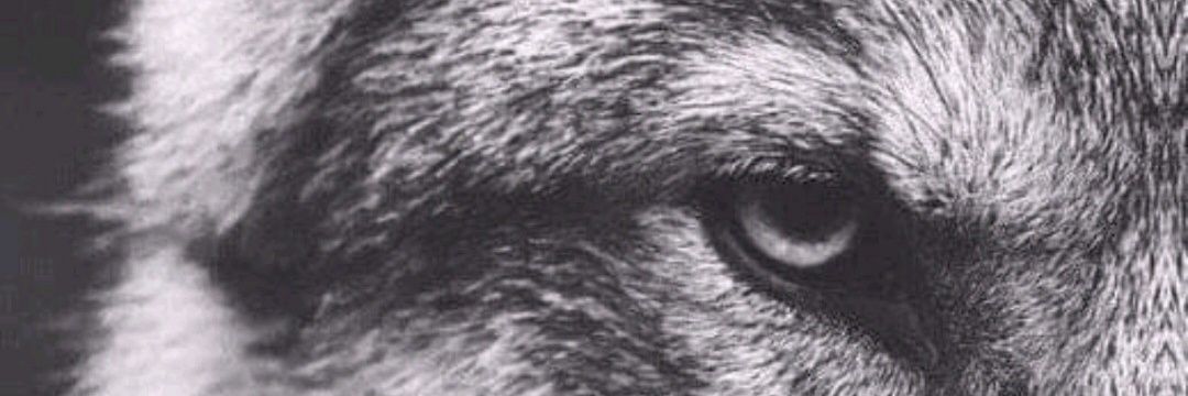 _4zi8's profile banner image