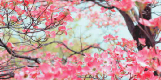 Faloon_Chile's profile banner image