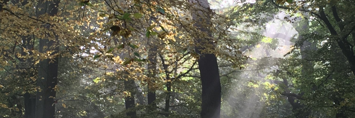 JoRynhold's profile banner image