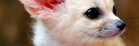 sacrificialeddy's profile banner image