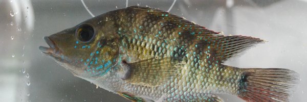 calebdmcmahan Profile Banner
