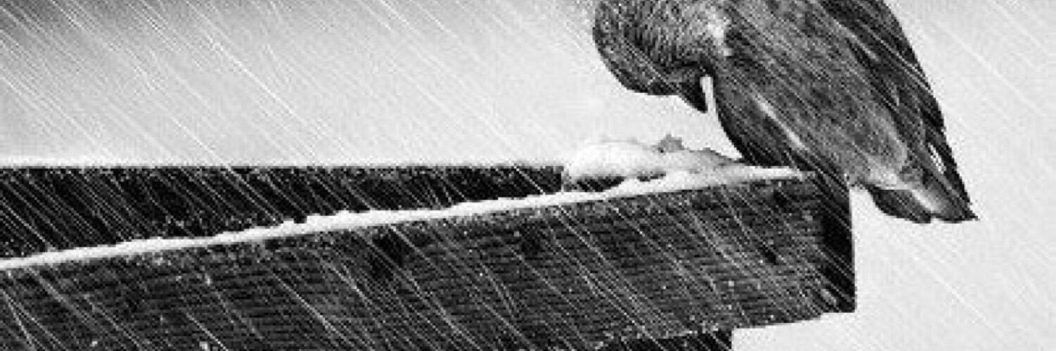 birdssoul's profile banner image