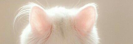 JaqueAcc's profile banner image