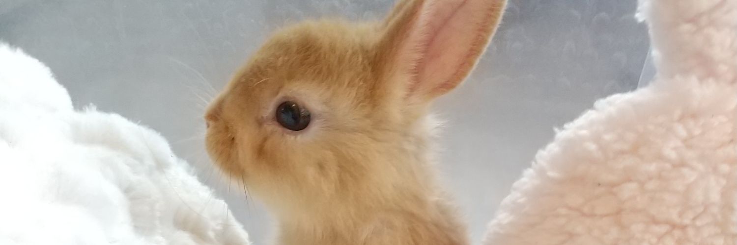 Cocone1123's profile banner image