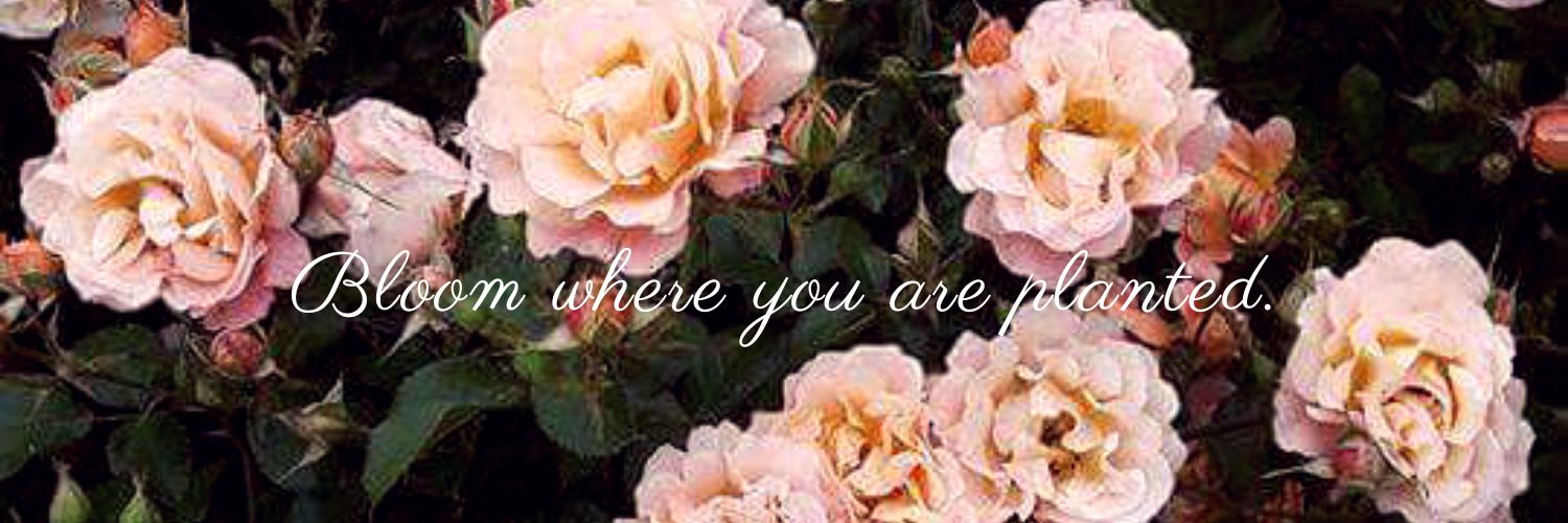 Prisjane's profile banner image