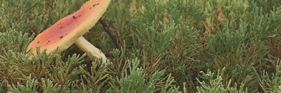 kaemonsx's profile banner image