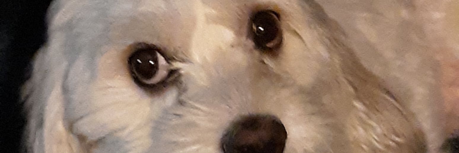 ReneJohnson4843's profile banner image