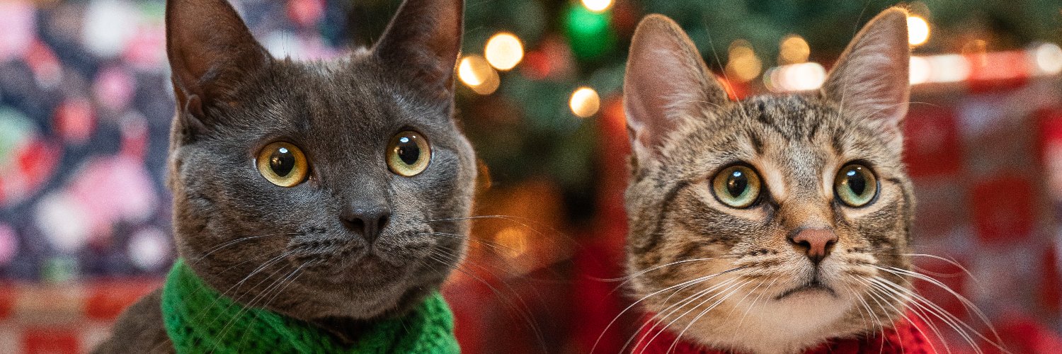 Philly_Bub's profile banner image