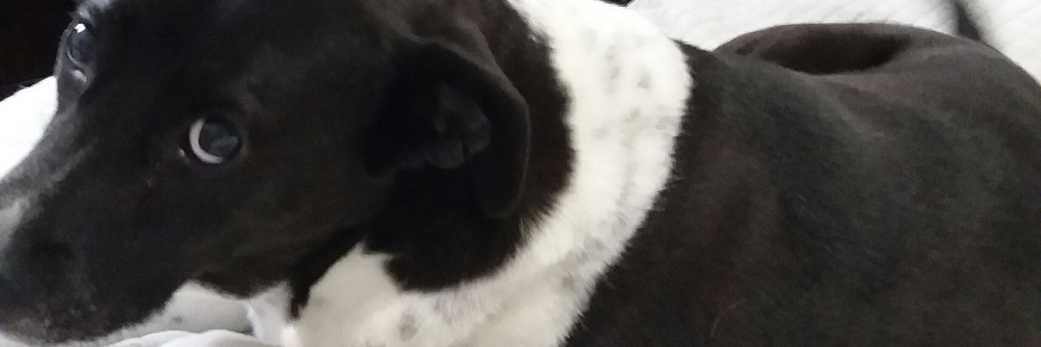 GhostofJulia 🌻 banner