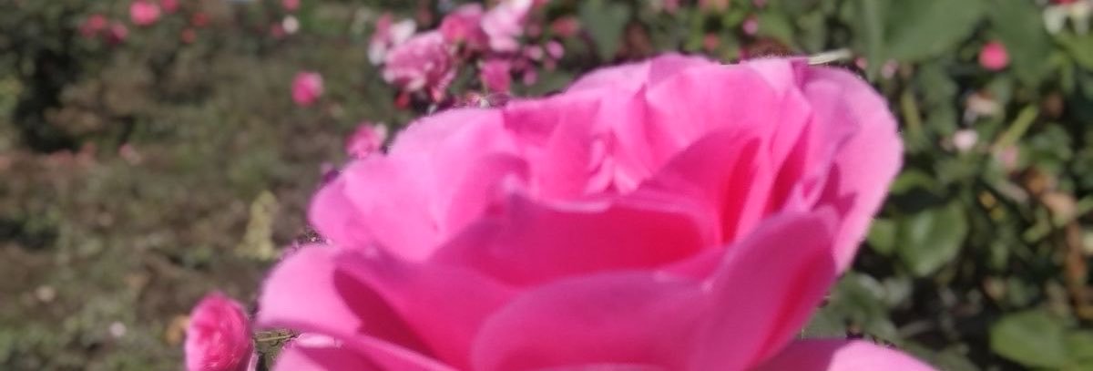 cetinokuc's profile banner image