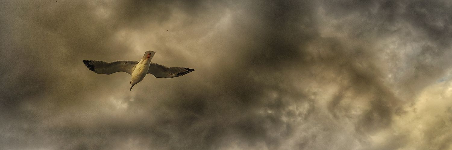 atasdogen's profile banner image