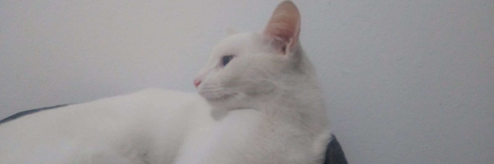 Lulzvictor's profile banner image