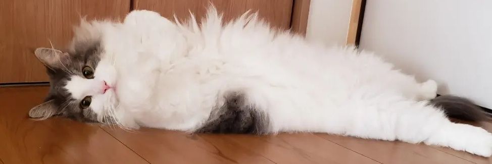 31pandafree's profile banner image